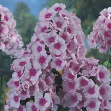 Image result for Phlox paniculata `Bright Eyes`