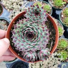 Attēlu rezultāti vaicājumam “Campylophyllum calcareum”