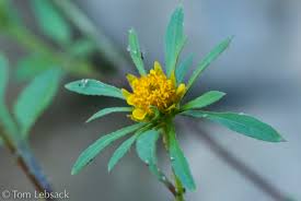 Attēlu rezultāti vaicājumam “Bidens frondosa”