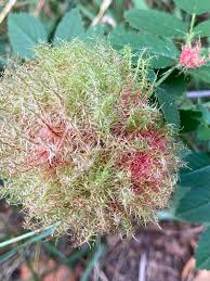 Attēlu rezultāti vaicājumam “Diplolepis rosae”