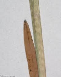 Attēlu rezultāti vaicājumam “Poa remota”