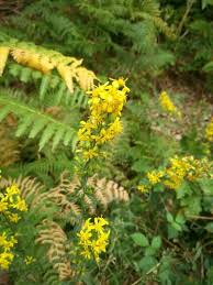 Image result for Solidago virgaurea