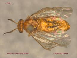 Attēlu rezultāti vaicājumam “Diprionidae”