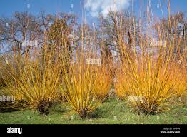 Attēlu rezultāti vaicājumam “Salix alba var. alba”