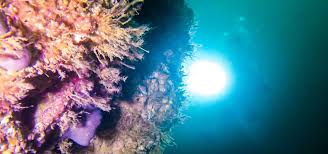 Image result for Jersey Sub Aqua Club