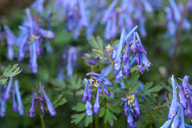 Attēlu rezultāti vaicājumam “Corydalis”