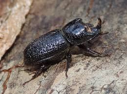 Attēlu rezultāti vaicājumam “Sinodendron cylindricum male”