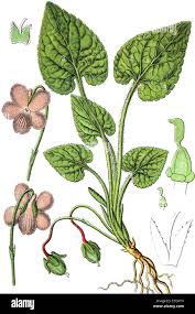 Attēlu rezultāti vaicājumam “Viola hirta”