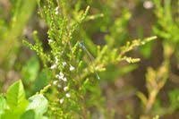 Attēlu rezultāti vaicājumam “Nehalennia speciosa”