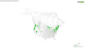 Attēlu rezultāti vaicājumam “Centaurea jacea fruit”