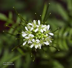 Attēlu rezultāti vaicājumam “Cardamine impatiens flower”