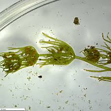 Attēlu rezultāti vaicājumam “Chara contraria”