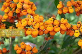 Image result for Calceolaria integrifolia