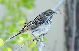 Image result for Emberiza pallasi