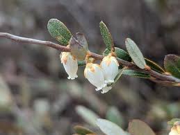 Attēlu rezultāti vaicājumam “Chamaedaphne calyculata leaf”
