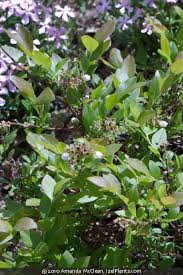 Attēlu rezultāti vaicājumam “Vaccinium angustifolium”