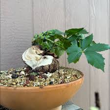 Image result for parthenocissus bonsai