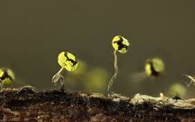 Attēlu rezultāti vaicājumam “Physarum viride”