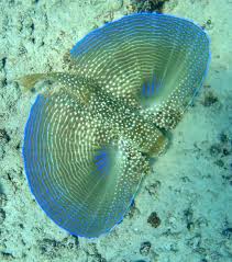 Image result for Dactylopterus volitans