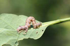 Attēlu rezultāti vaicājumam “Colotois pennaria”