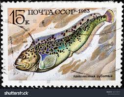 Image result for Anarhichas minor