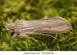 Attēlu rezultāti vaicājumam “Cucullia umbratica”