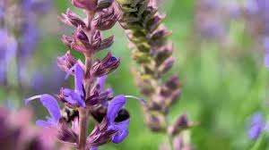 Attēlu rezultāti vaicājumam “Lupinus polyphyllus fruit”