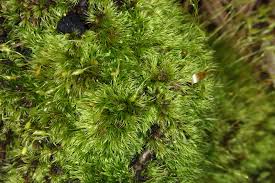 Attēlu rezultāti vaicājumam “Dicranella heteromalla”