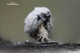 Attēlu rezultāti vaicājumam “Didymium melanospermum sessile”