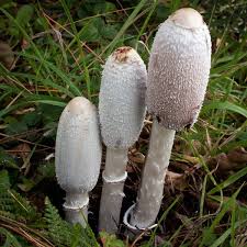 Image result for coprinus