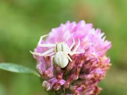 Attēlu rezultāti vaicājumam “Misumena vatia”