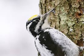 Attēlu rezultāti vaicājumam “Picoides tridactylus”