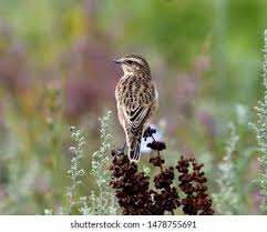 Attēlu rezultāti vaicājumam “Saxicola rubetra juvenile”