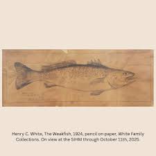 Image result for Cynoscion regalis