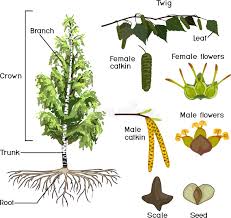 Attēlu rezultāti vaicājumam “Betula humilis female flower”