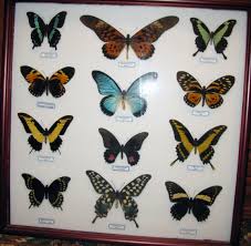 Attēlu rezultāti vaicājumam “Papilionidae”