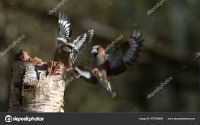 Attēlu rezultāti vaicājumam “Coccothraustes coccothraustes adult”
