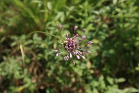 Attēlu rezultāti vaicājumam “Allium oleraceum flower”