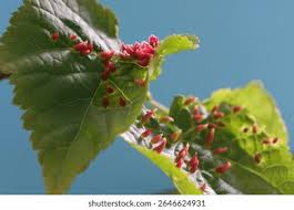 Attēlu rezultāti vaicājumam “Eriophyes tiliae”
