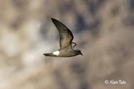 Image result for Oceanodroma castro