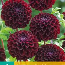 Image result for Dahlia x pinnata `Pompon Lilliput`