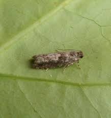 Attēlu rezultāti vaicājumam “Epinotia immundana”