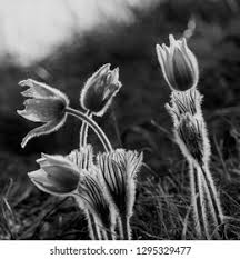 Attēlu rezultāti vaicājumam “Pulsatilla pratensis bud”