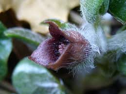 Attēlu rezultāti vaicājumam “Asarum europaeum flower”