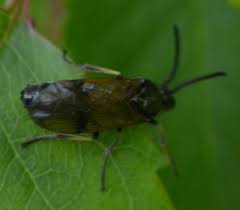 Attēlu rezultāti vaicājumam “Arge ustulata”