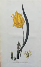 Attēlu rezultāti vaicājumam “Tulipa sylvestris flower”