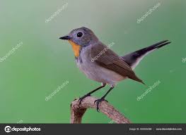 Image result for Ficedula albicilla