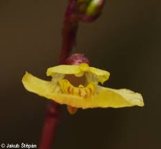 Attēlu rezultāti vaicājumam “Utricularia minor”