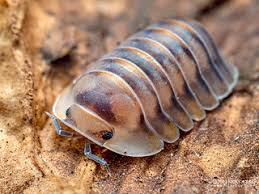 Attēlu rezultāti vaicājumam “Licea pusilla macro”