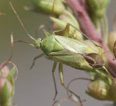 Attēlu rezultāti vaicājumam “Closterotomus biclavatus”